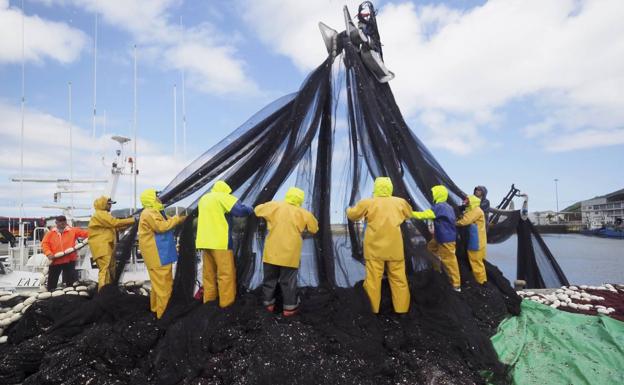 La costera ha dejado 3,5 millones de kilos de bocarte en Cantabria