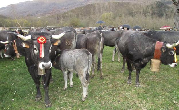 Torrelavega acoge del 31 de mayo al 3 de junio la II Feria de Razas Cárnicas
