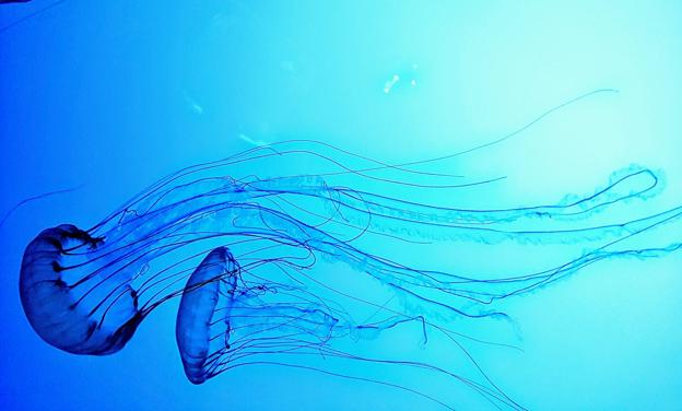 Crema solar que 'inhibe' de las picaduras de medusas