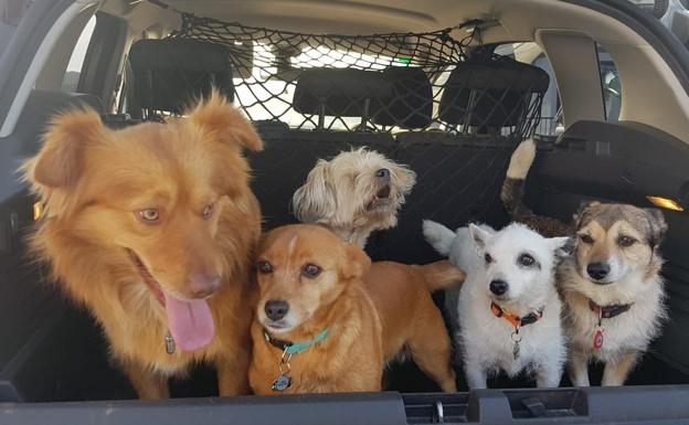 Un concurso canino para elegir a los perros más guapos y simpáticos, este domingo en Las Llamas