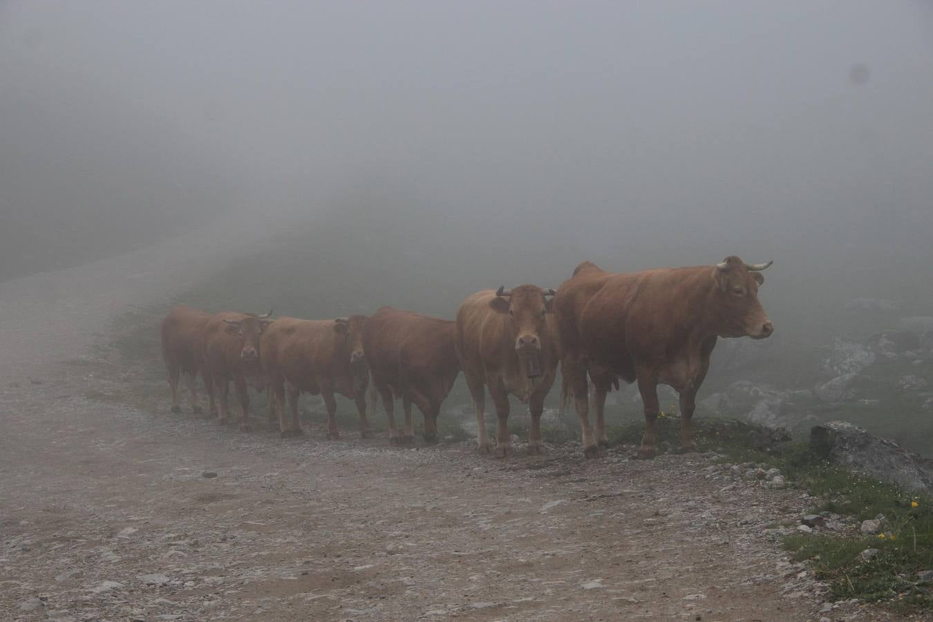 Los ganaderos de Camaleño suben el ganado a los puertos de Áliva