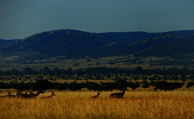 Parque Natural de Cabañeros, el pulmón de La Mancha