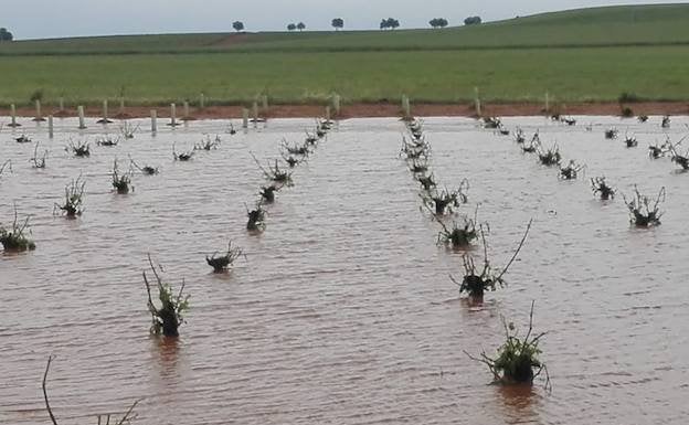 El temporal de lluvia y granizo provoca graves daños al mayor viñedo de España