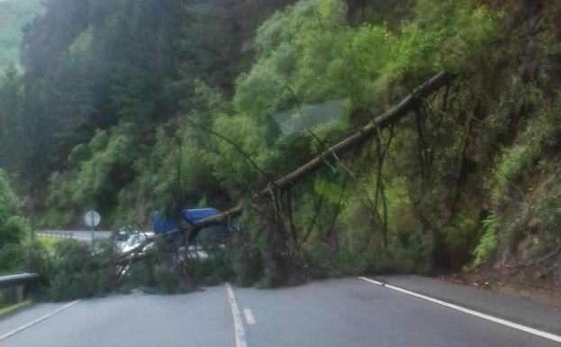 La caída de un árbol corta durante una hora el tráfico a la altura del cruce de Cieza
