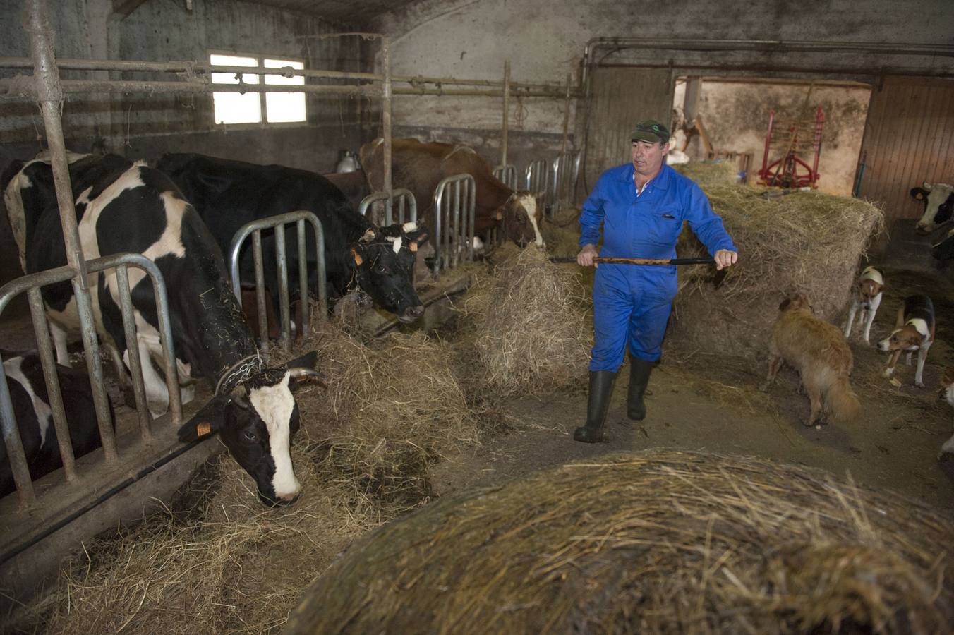 Medio Rural concederá ayudas para el pago del veterinario de explotación