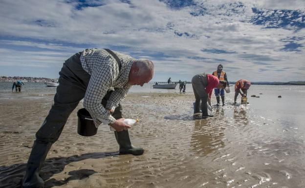 Los mariscadores critican al Gobierno por contratar a Tragsa para la siembra de almejas