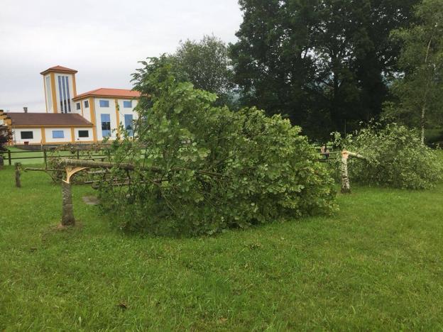 Los vándalos talan cinco árboles en un parque público de Entrambasaguas