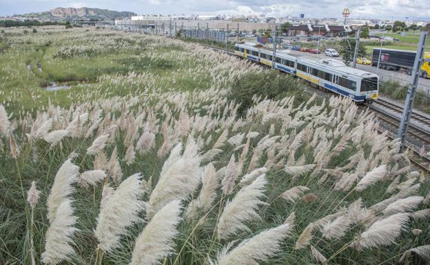 Cantabria se propone eliminar el plumero en los próximos cuatro años