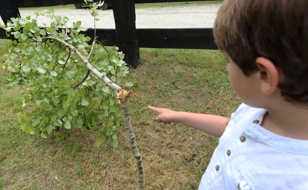 Destruyen por segunda vez los árboles plantados en el área recreativa de Terán