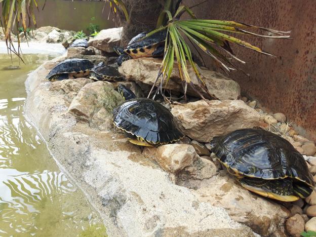Cabárceno habilita un espacio para la adopción de tortugas domésticas