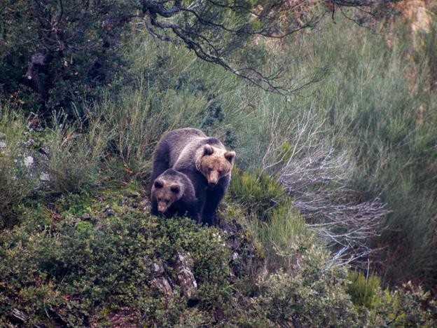 Liébana vuelve a ser tierra de osos