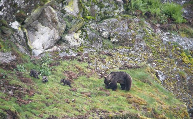 Las ventajas del oso para el territorio