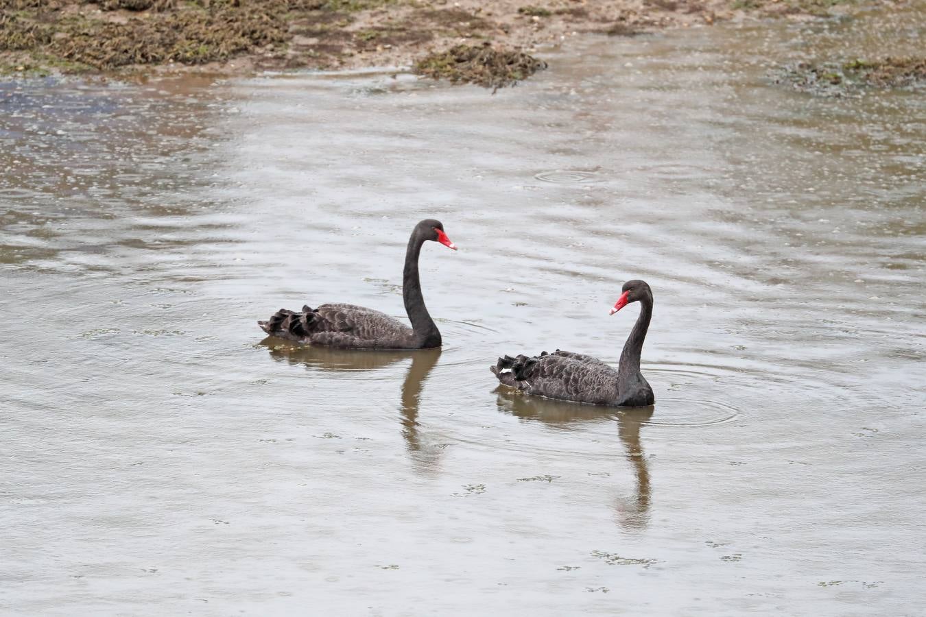 Aparecen dos cisnes negros en Oyambre