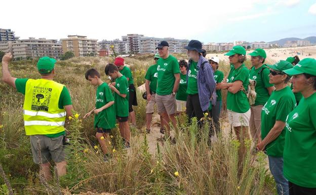 Un millar de voluntarios retiran 40 toneladas de invasoras en las dunas de Salvé de Laredo en seis años