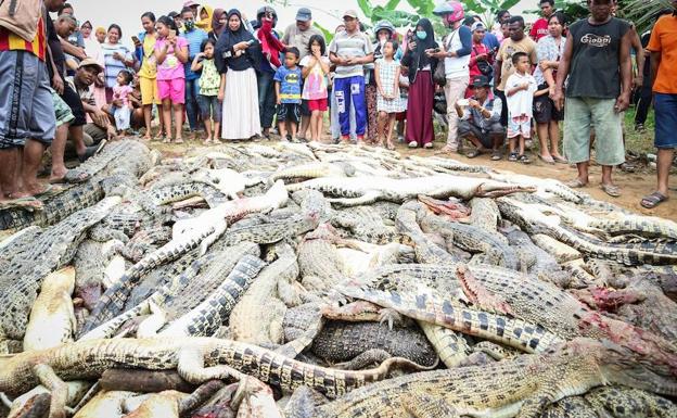 Una multitud enfurecida masacra a 300 cocodrilos en Indonesia