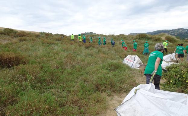 Por una Salvé libre de plantas invasoras