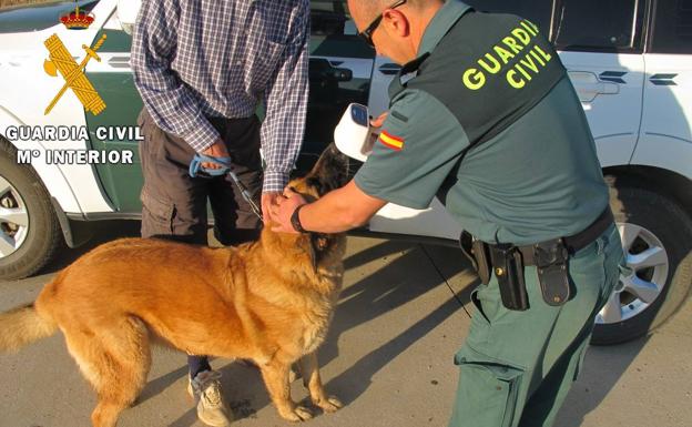 Investigan a un cántabro por la muerte de dos perros asfixiados dentro de un coche en Palencia