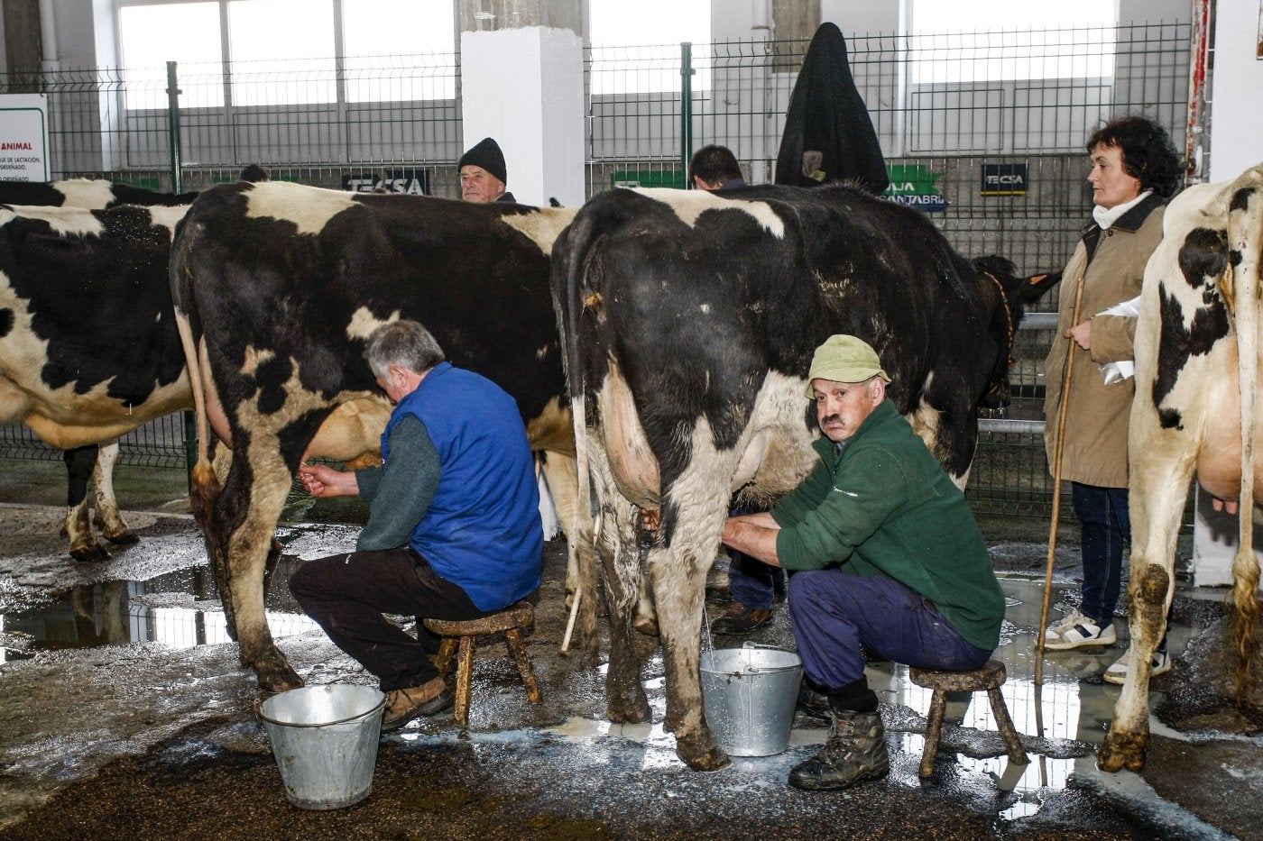 Cantabria ha perdido más de 2.500 ganaderos de leche desde 2001