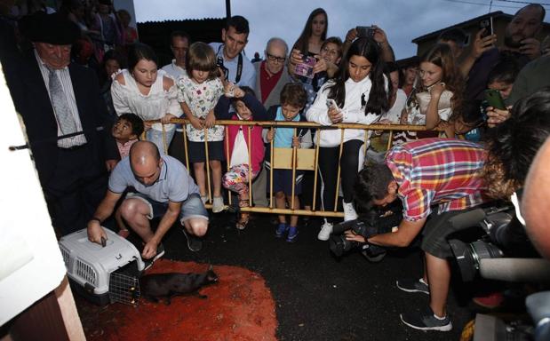 Y Carasa volvió a soltar a su gata negra