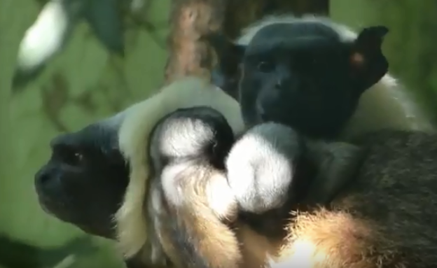 Nacen en el Zoo de Santillana los mellizos de la única pareja de tamarinos calvos que hay en España