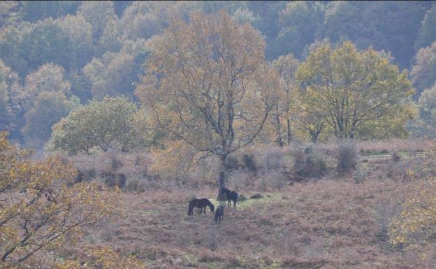 Monte Tejea podría ser declarado Área Natural de Especial Interés