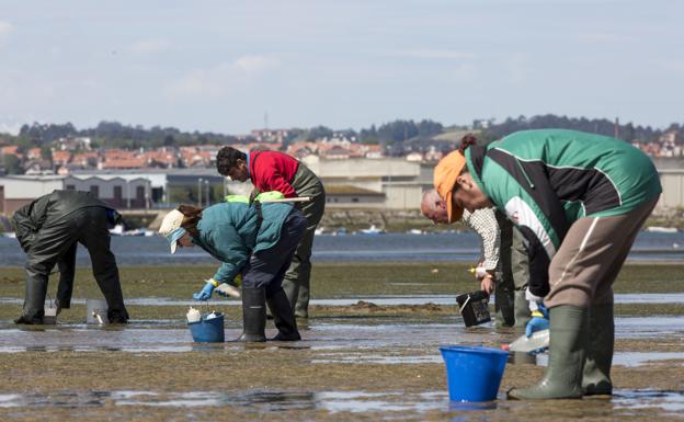 Los mariscadores pescarán almejas en la bahía de Santander tras dos años y medio de paro biológico