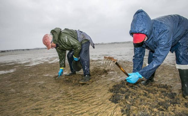 Los mariscadores consideran un «parche» la reapertura de la pesca de la almeja en Santander