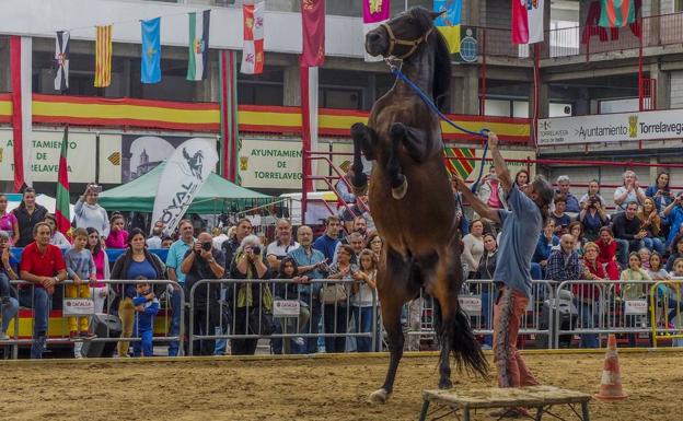 Torrelavega acoge el XIX Concurso Morfológico de Caballos Pura Raza Español