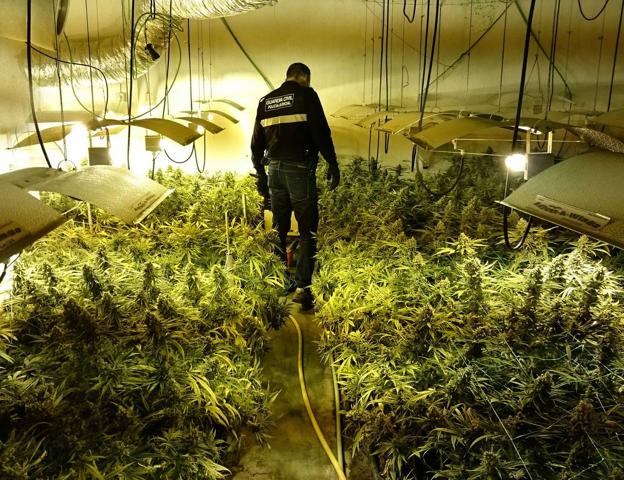 El cultivo de marihuana a gran escala, una 'industria' emergente en Cantabria