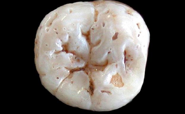 La Universidad de Cantabria busca dientes de leche