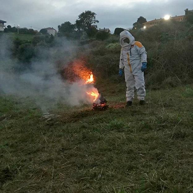 Un vecino de Suances sufre el ataque de avispas asiáticas