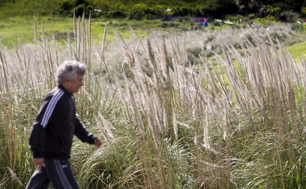 El Gobierno aprueba un plan a diez años para erradicar los plumeros, presentes en 83 municipios de Cantabria