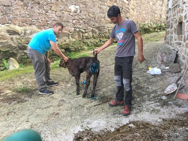 Los lobos atacan a una vaca y a su cría en pleno centro del pueblo de Sarceda, en Tudanca