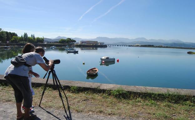 Las marismas de Santoña seducen a los prismáticos