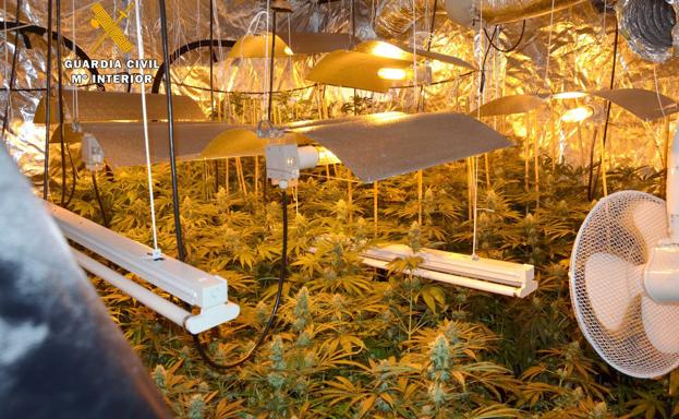 Descubren una plantación de marihuana en una casa en Penagos y otra en una finca de Queveda
