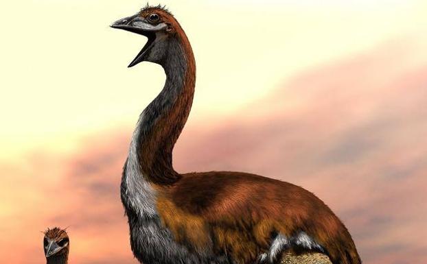 Los científicos zanjan el debate, Vorombe es el ave más grande de la Historia