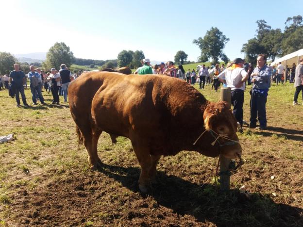 La Feria de Ganado Trasmerano de Ribamontán al Monte se consolida