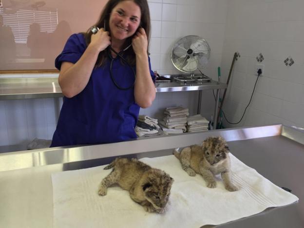 «Nos ha llevado mucho tiempo entrenar a las leonas para inseminación artificial»