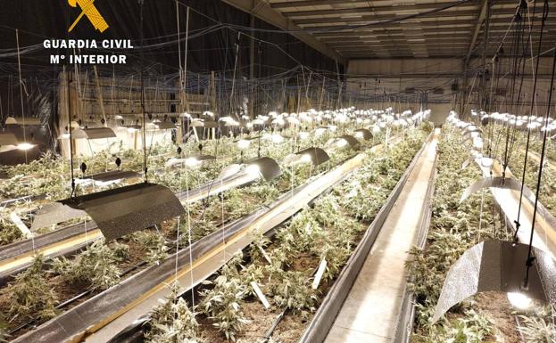 Otros seis detenidos por gestionar la plantación de marihuana más grande de Cantabria
