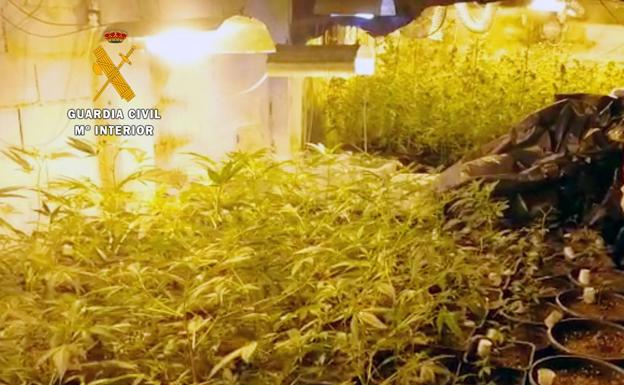 Desmantelada otra plantación de marihuana en Boo de Piélagos diseñada para albergar hasta 1.200 plantas al año