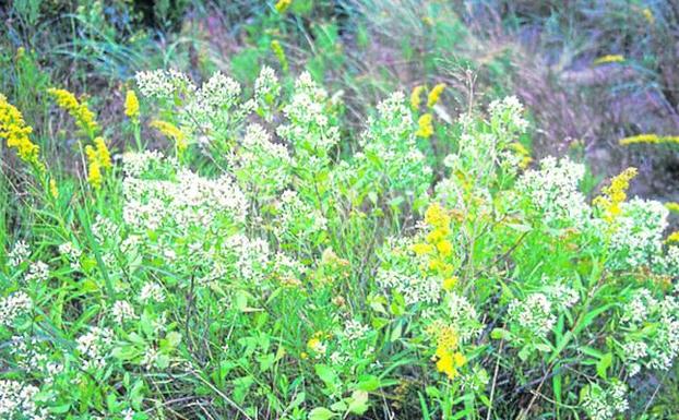 Camargo y Limpias son los municipios más afectados por la chilca, una planta invasora