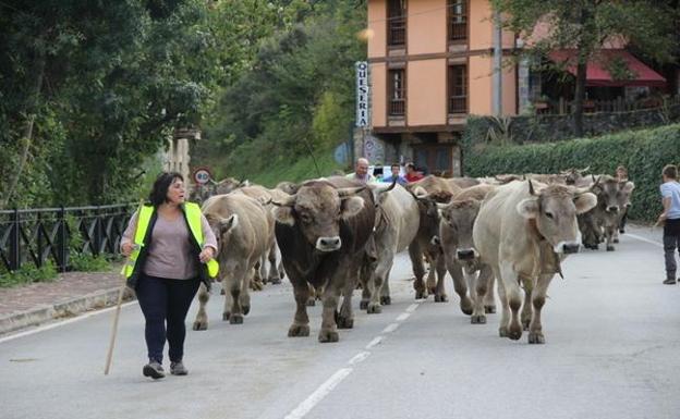 33 ganaderos participaron en la Feria del Pilar de Camaleño