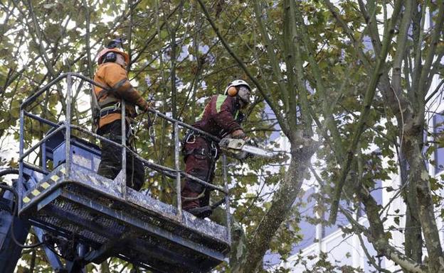 Comienza la poda de otoño