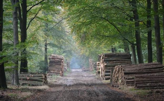 Hoge Veluwe, un recorrido por la naturaleza y gastronomía más pintoresca de Holanda