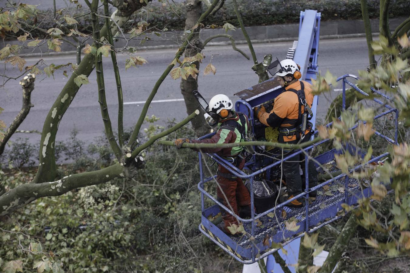 Poda de árboles en Santander