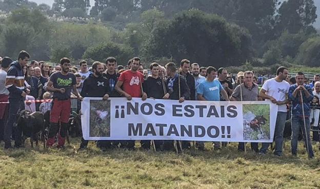 Ganaderos del Alto Asón protestan por los ataques de los lobos a sus rebaños