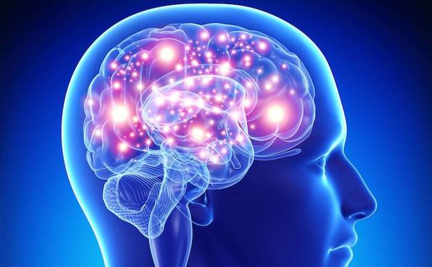 Científicos investigan si la 'hormona del estrés' puede reducir el tamaño del cerebro