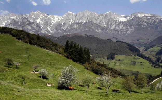 Hallan los restos de un oso pardo en la zona leonesa de Picos de Europa