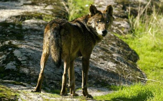 Vuelve el lobo ibérico