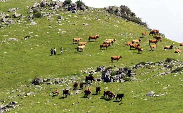 El Gobierno indemnizará a los ganaderos que no puedan llevar sus reses a los pastos comunales